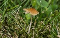 Conocybe cyanopus image