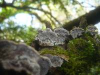 Eichleriella deglubens image