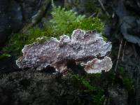 Eichleriella deglubens image