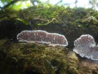 Eichleriella deglubens image