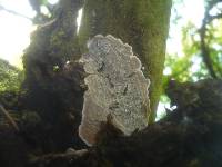 Eichleriella deglubens image