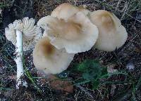 Marasmius nigrodiscus image