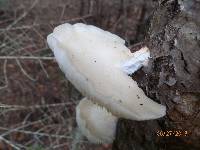 Pleurotus populinus image