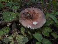 Russula vesca image