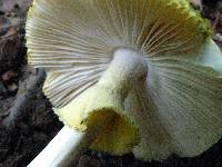 Amanita levistriata image