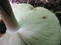 Amanita pseudovolvata image