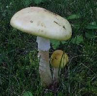 Amanita flavorubens image