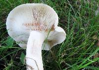 Lactarius subvernalis image