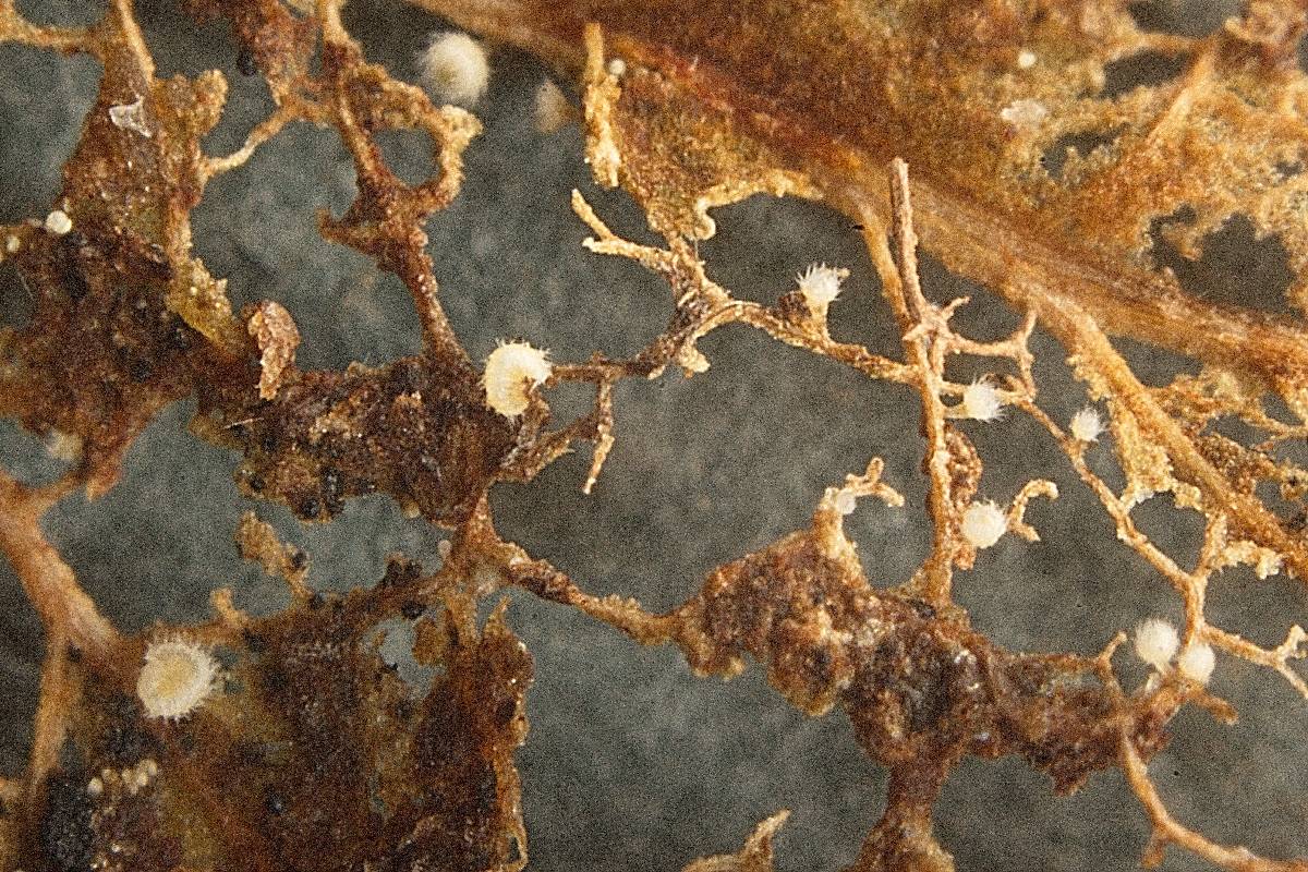 Albotricha washingtonensis image