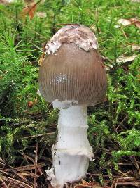 Amanita rhacopus image