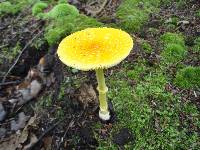 Amanita frostiana image