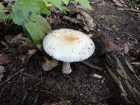 Amanita albocreata image