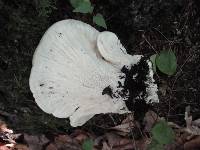 Bondarzewia berkeleyi image