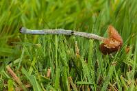 Conocybe cyanopus image