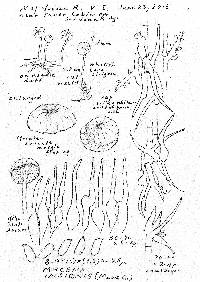 Mycena insignis image