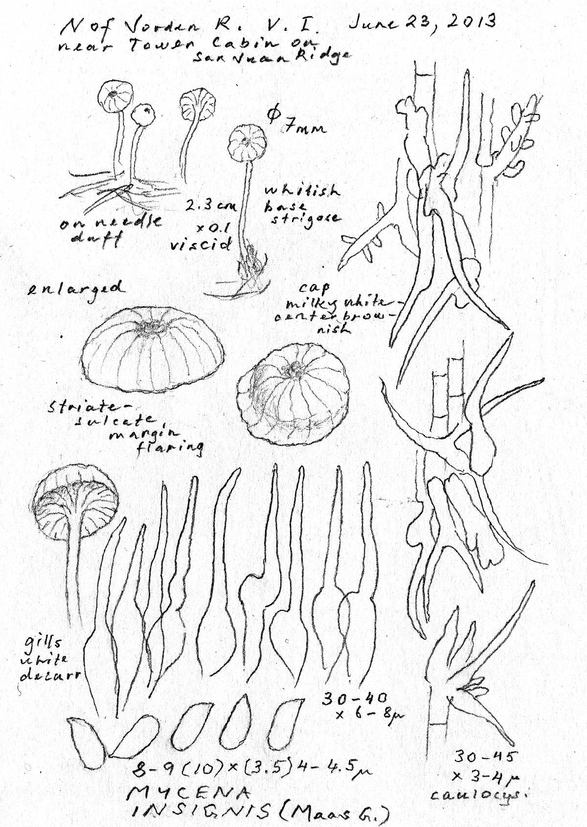 Mycena insignis image