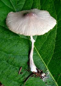 Leucocoprinus longistriatus image