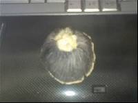 Stropharia rugosoannulata f. lutea image