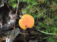 Hygrocybe miniata image