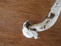 Amanita sect. Vaginatae image