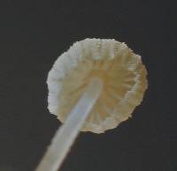 Mycena adscendens image