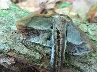 Neohygrocybe subovina image