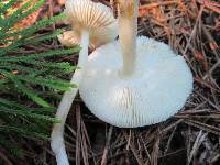 Amanita russuloides image