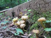 Hygrocybe caespitosa image