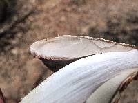 Coprinopsis variegata image