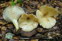 Lactarius psammicola f. glaber image