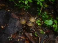 Mycena viridimarginata image