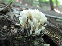 Tremellodendron pallidum image