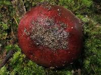 Russula mariae image