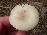 Amanita russuloides image