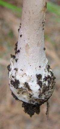 Amanita russuloides image