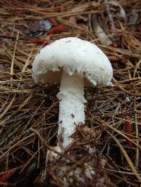 Amanita volvata image