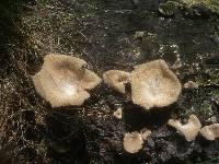 Lentinus strigosus image