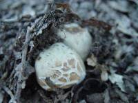 Russula virescens image