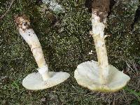 Amanita flavorubens image