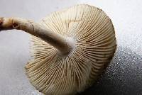 Amanita brunnescens image