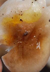 Hygrophorus roseobrunneus image