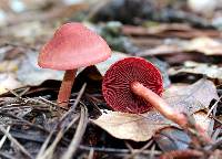 Cortinarius marylandensis image