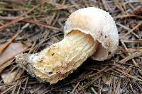 Austroboletus subflavidus image