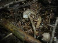 Mycena abramsii image