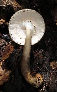 Agaricus endoxanthus image