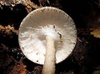 Agaricus endoxanthus image