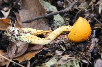 Pulveroboletus curtisii image