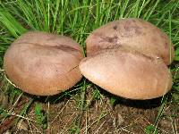 Tylopilus plumbeoviolaceus image