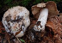 Cortinarius regalis image