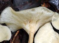 Clitocybe phaeophthalma image